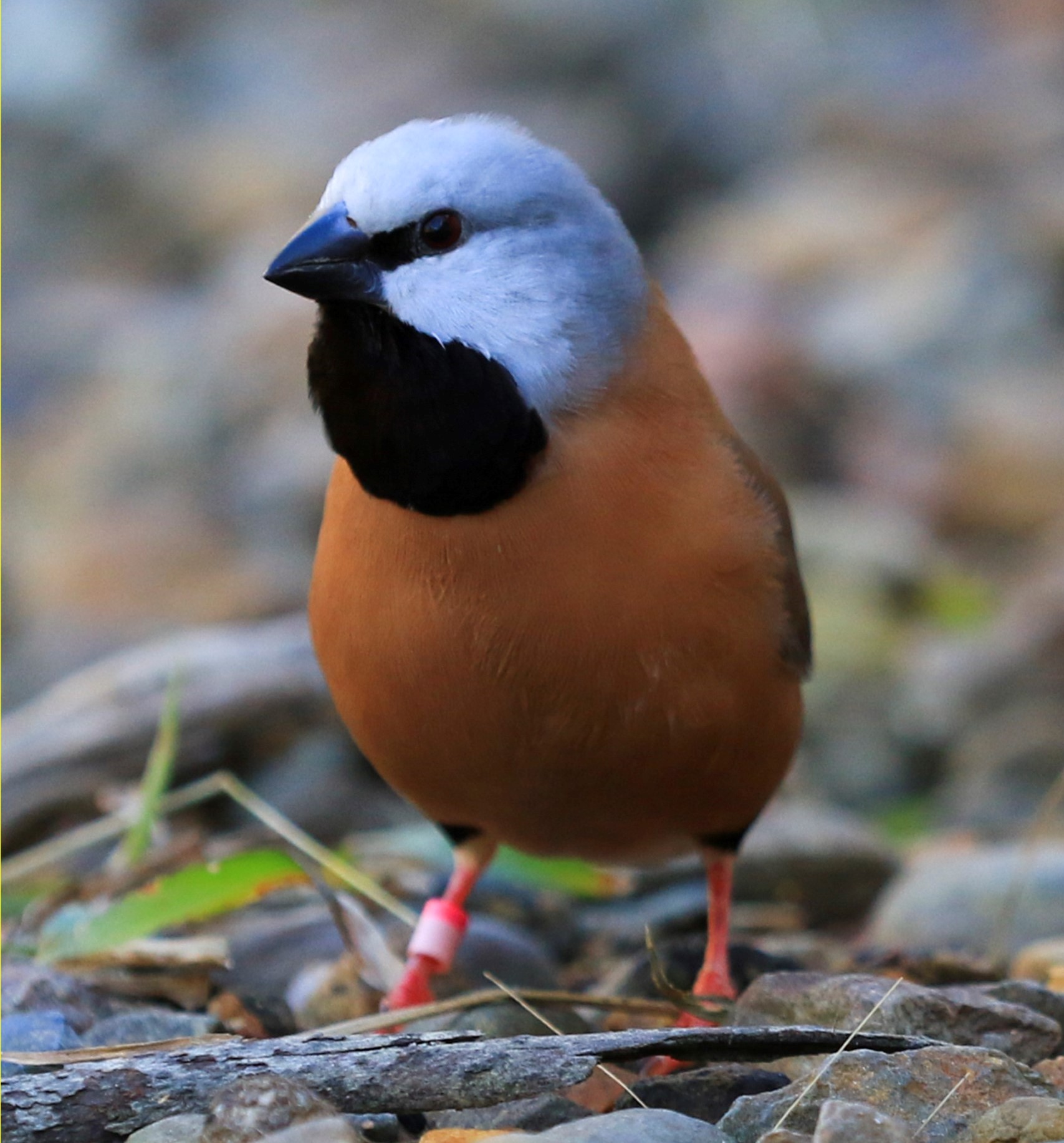 Southern Black-throated Finch